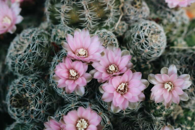 flowering cactus with pink blooms