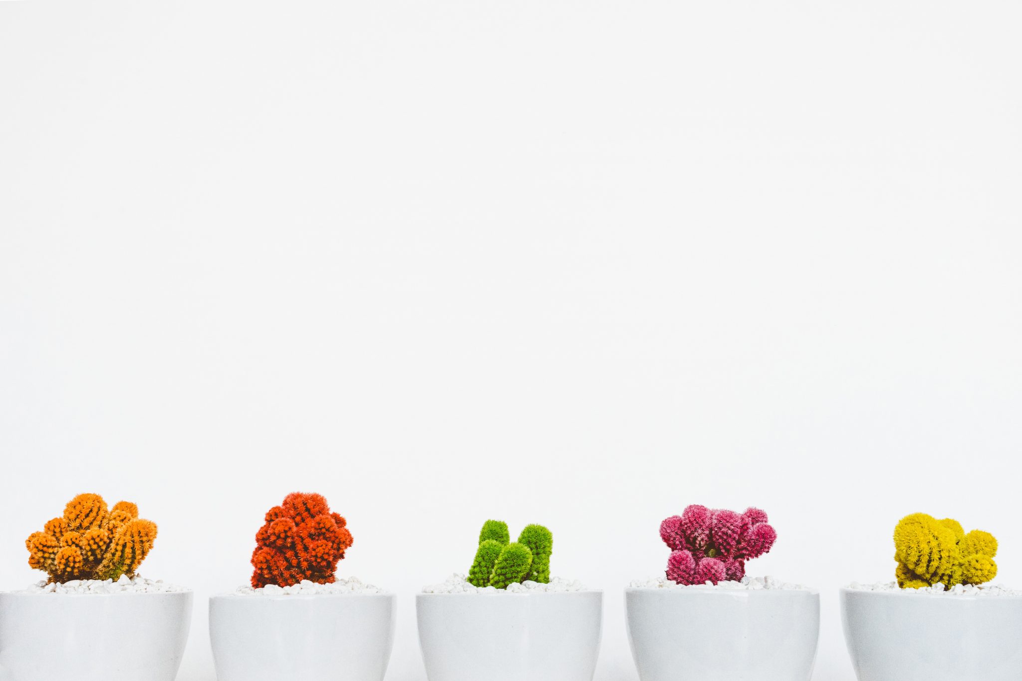 a row of brightly coloured cacti