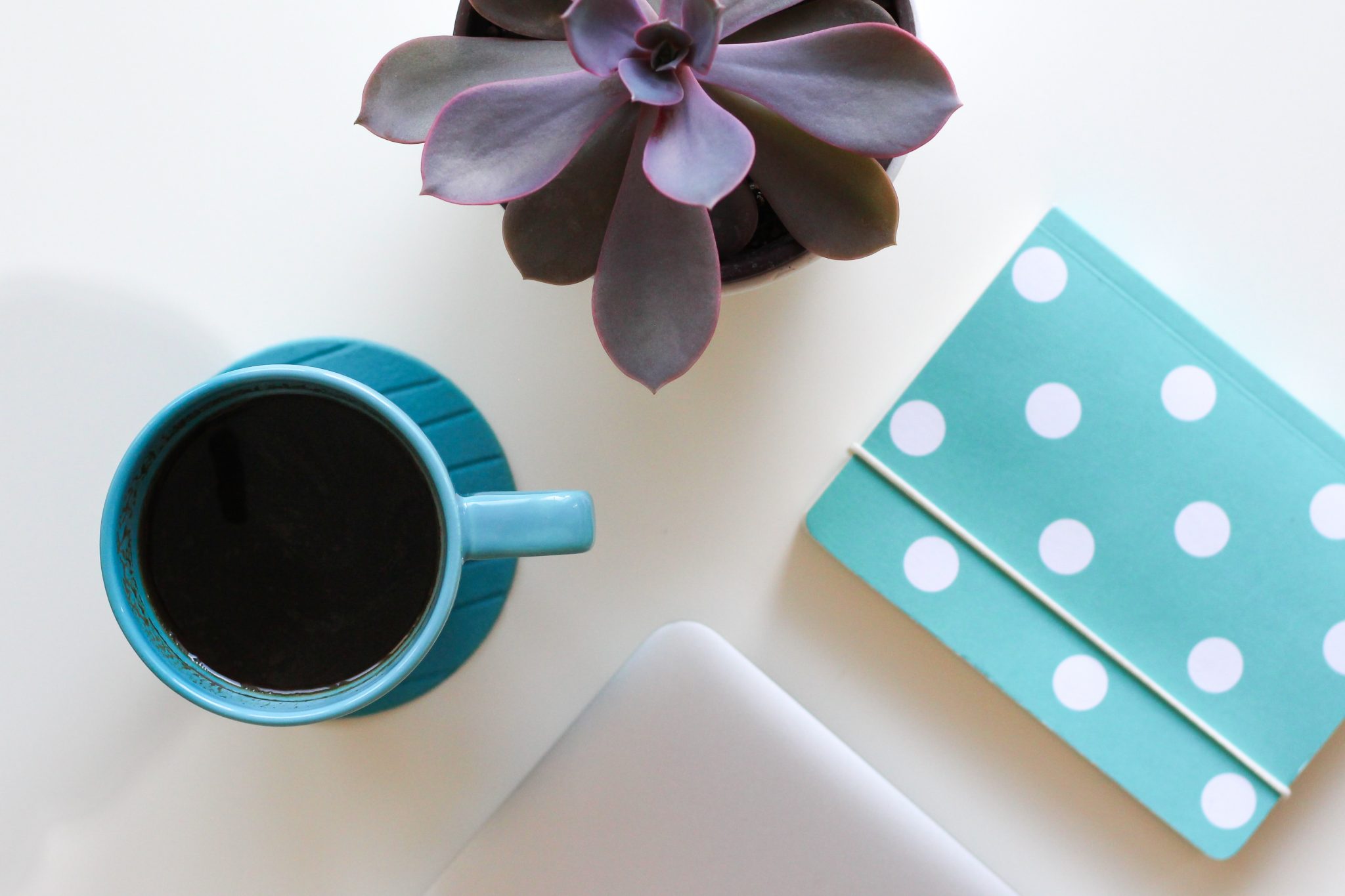 notebook, tea, and a succulent